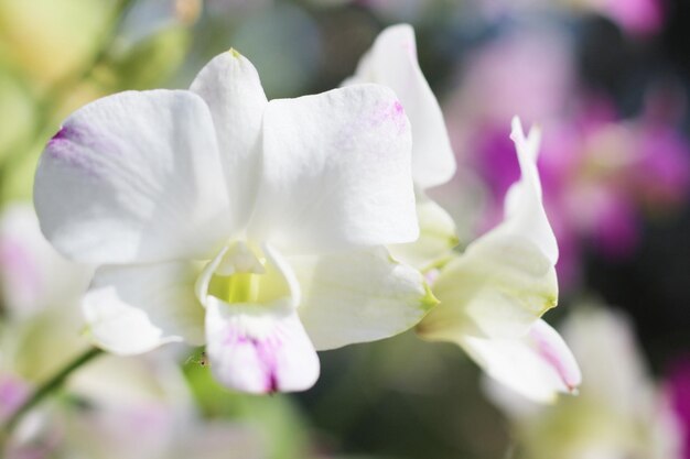 orquídea