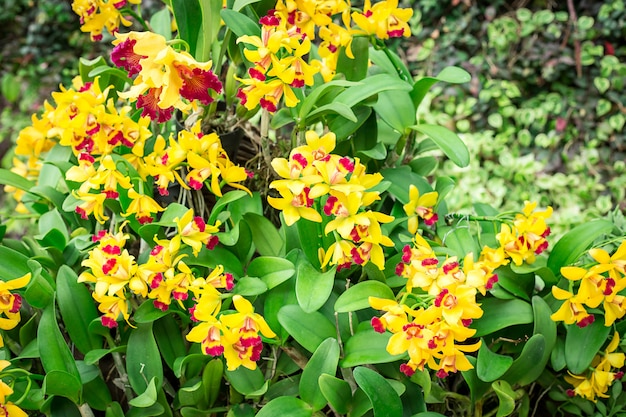 Orquídea