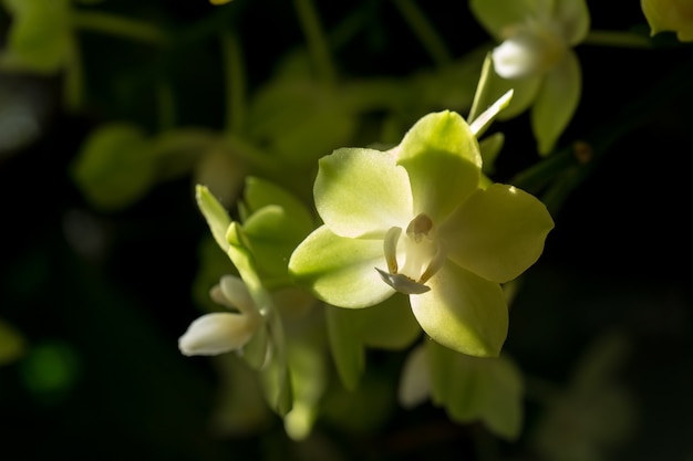 Orquídea