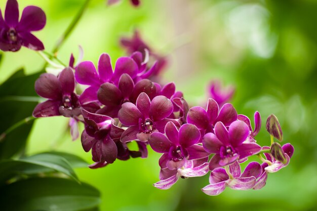 Orquídea.