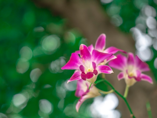 Orquídea