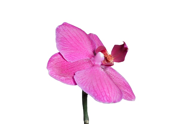 orquídea