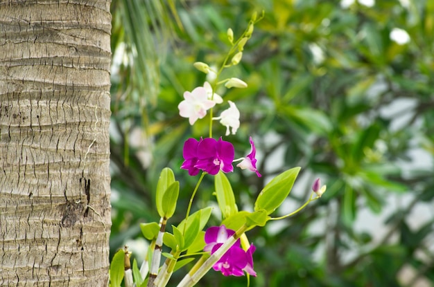 orquídea