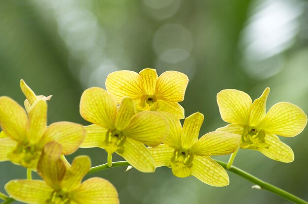 Orquídea