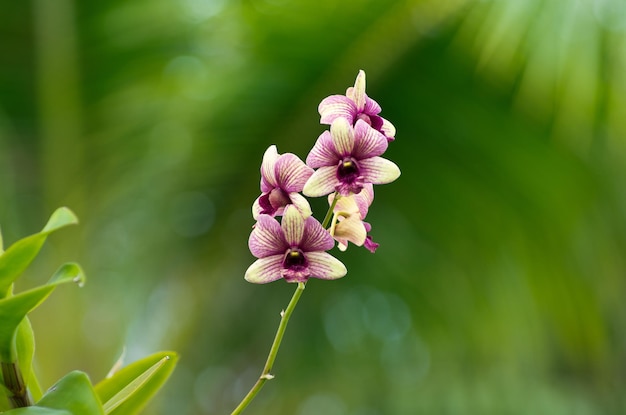 orquídea