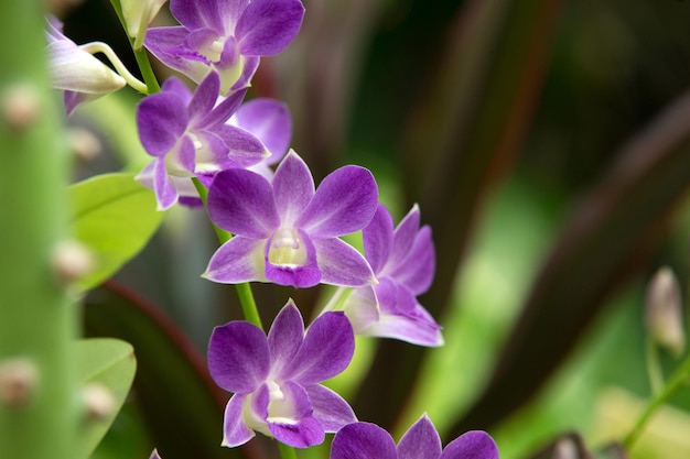 orquídea