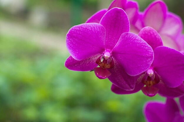 Foto orquídea