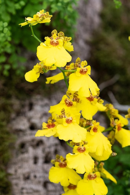 orquídea