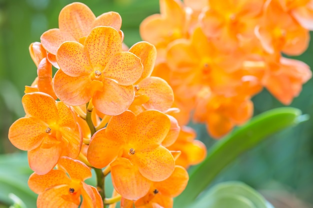 Orquídeas alaranjadas, Ascocenda na casa da orquídea.