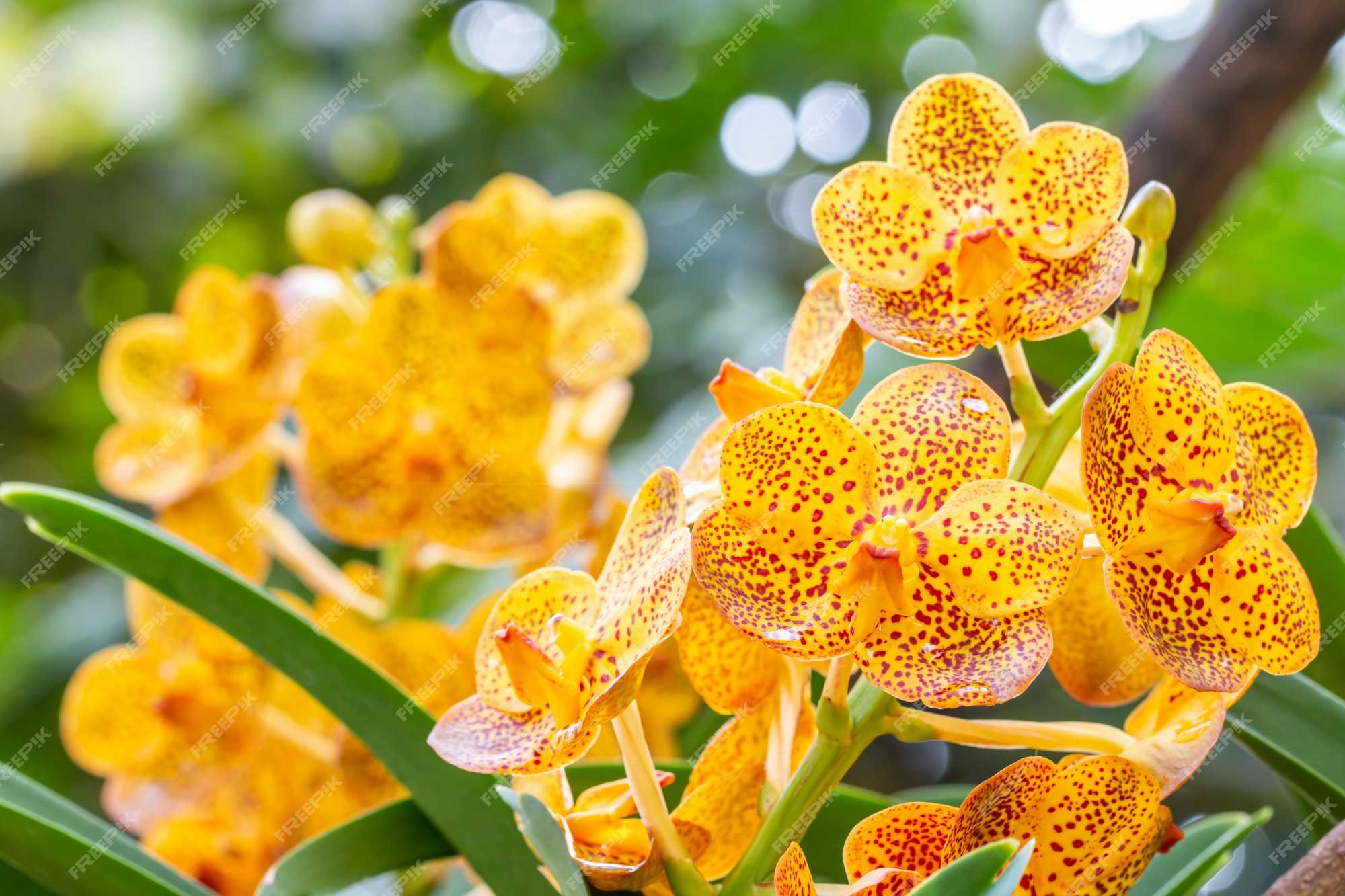 Orquídeas amarelas, ascocenda na casa da orquídea. | Foto Premium