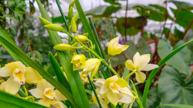 Foto orquídeas amarelas em loja de jardim várias orquídeas vendidas em lojas flores orquídea em uma estufa moderna