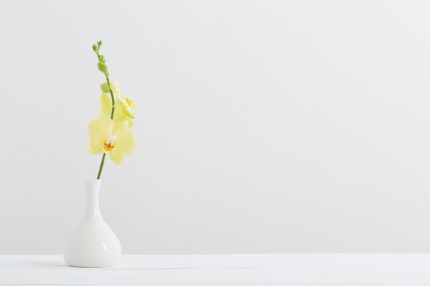 Orquídeas amarelas em vaso no fundo branco