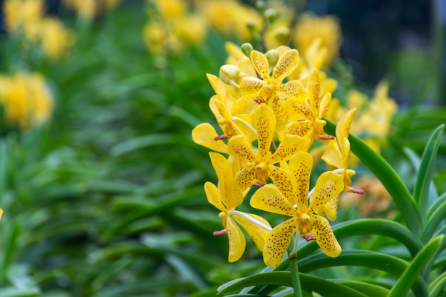 Orquídeas amarelas no jardim da orquídea. | Foto Premium