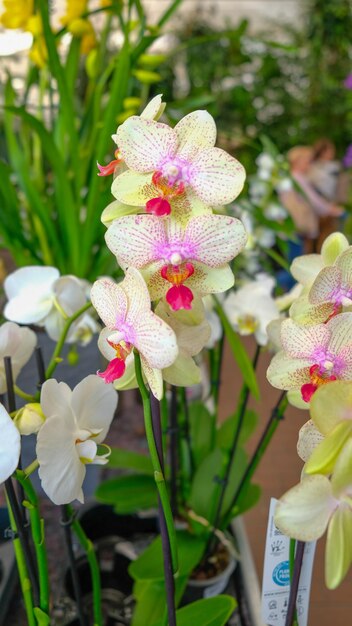 Orquídeas amarillas y blancas en la tienda de jardinería varias orquídeas vendidas en la tienda flores orquídea en un invernadero