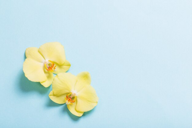 Orquídeas amarillas sobre fondo de papel azul