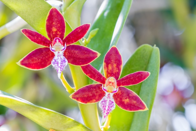 Orquídeas anaranjadas rojas, Trichoglottis Philippinensis Sp.