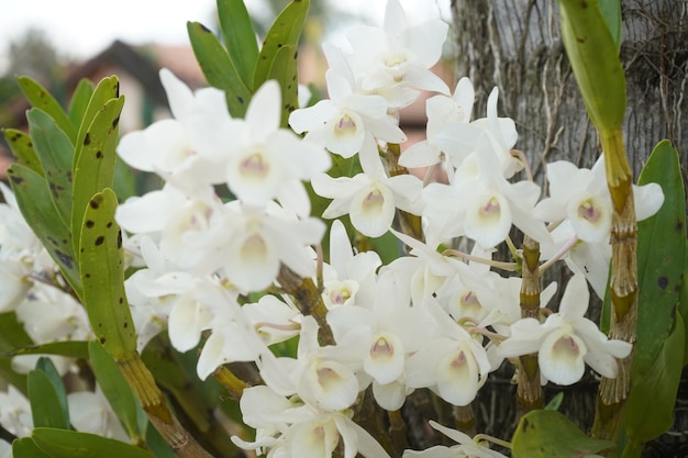 orquídeas blancas colgando de la rama