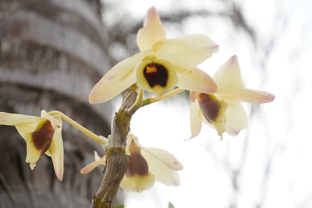 orquídeas blancas colgando de la rama