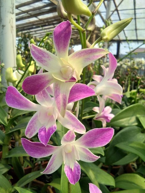 Foto orquídeas blancas y púrpuras con borrón de movimiento