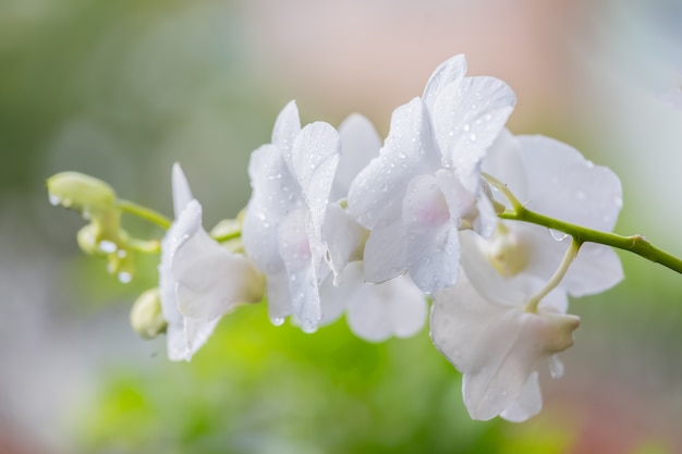 Orquídeas blancas con rocío por la mañana.