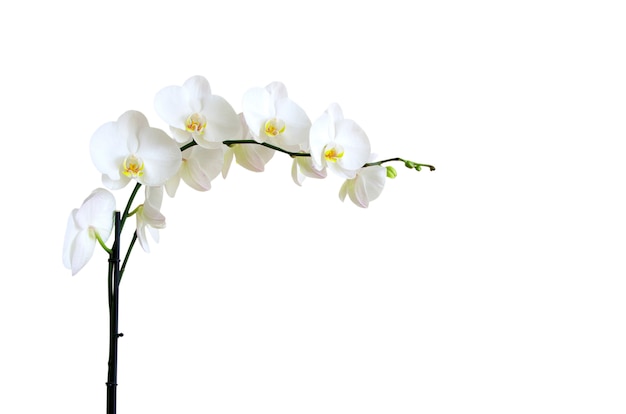 orquídeas en blanco aislado