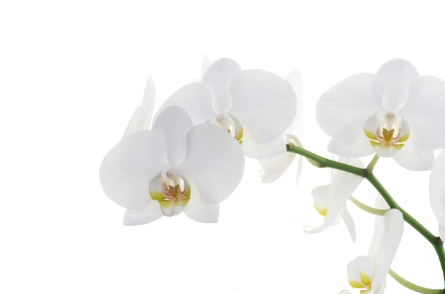 Orquídeas en blanco