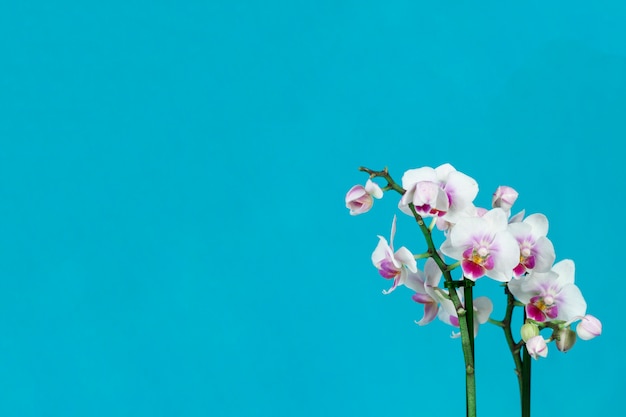 Foto orquídeas bonitas con fondo azul