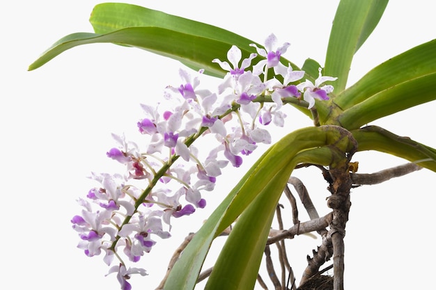 Orquídeas brancas e rosa Rhynchostylis gigantea em fundo branco