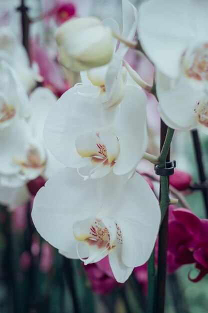 Foto orquídeas brancas em uma floricultura