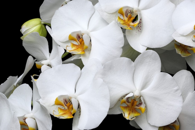 Orquídeas brancas florescem close-up isolado