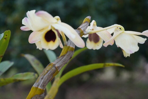 orquídeas brancas penduradas no galho