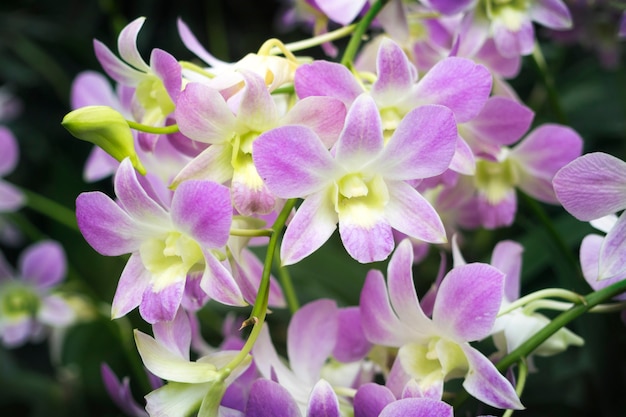 Orquídeas cênicas do Jardim Nacional de Orquídeas de Cingapura com foco nas flores centrais da frente