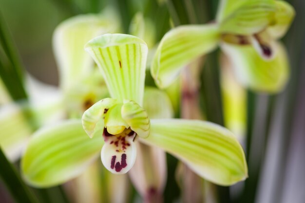 orquídeas chinesas