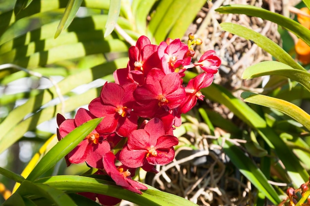 Las orquídeas de color rojo florecen de cerca bajo la iluminación natural al aire libre son orquídeas que florecen en el jardín