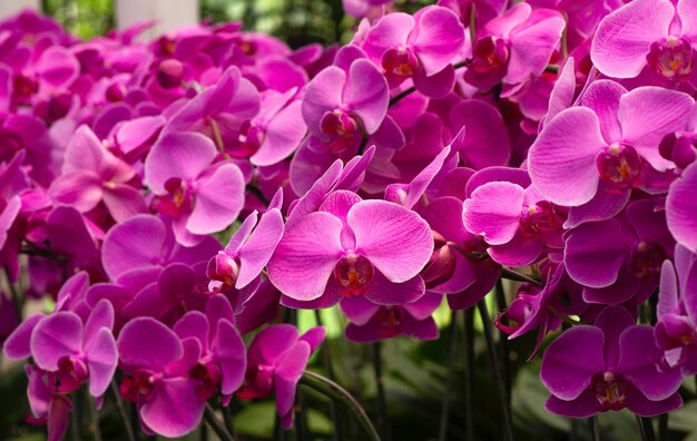 Orquídeas da mariposa rosa, comumente conhecidas como orquídeas da lua