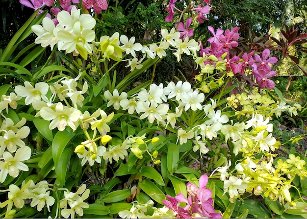 Orquídeas de cor diferente no jardim