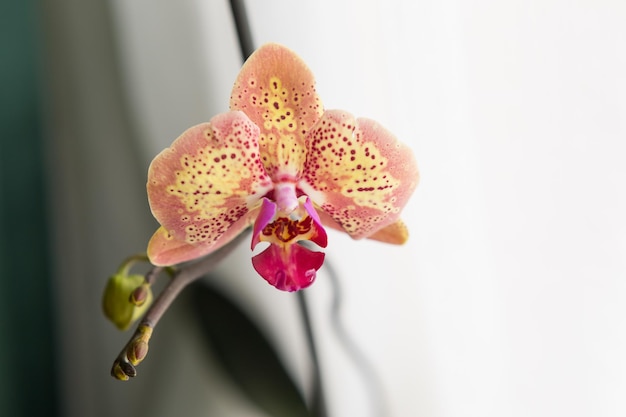 orquídeas de flores desenvolvidas. orquídea damasco