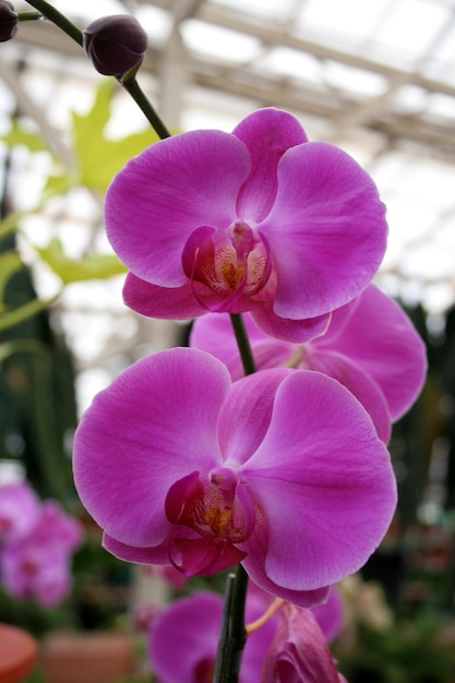 Orquídeas de traça roxa Phalaenopsis Blume comumente conhecidas como orquídeas de traça