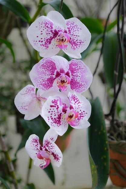 Orquídeas dendrobium brancas manchadas roxas florescendo com fundo desfocado