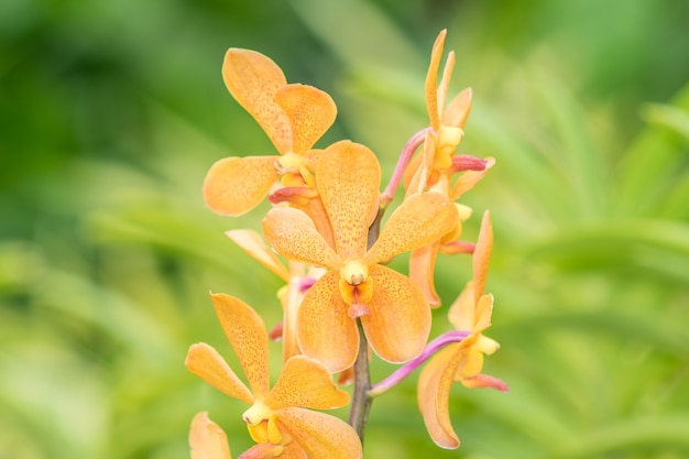 una orquídeas dendrobium