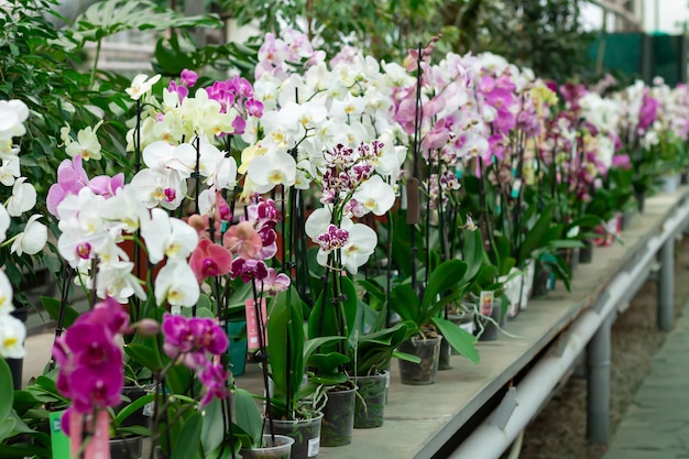 Orquídeas em vasos no balcão da loja. Flores de Phalaenopsis de cores diferentes