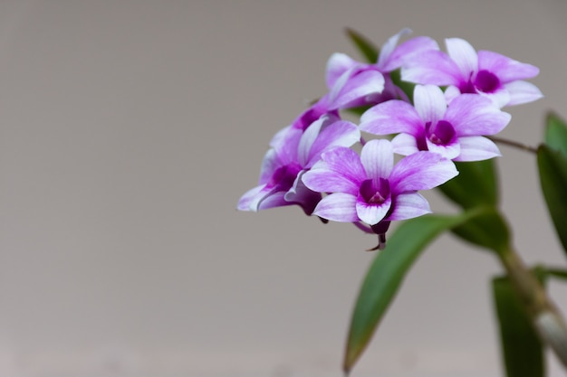 Orquídeas en flor