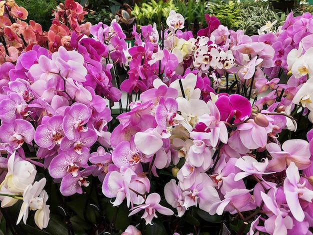 Orquídeas florecientes en el invernadero Flores de orquídeas de colores crecen en un jardín de invierno tropical