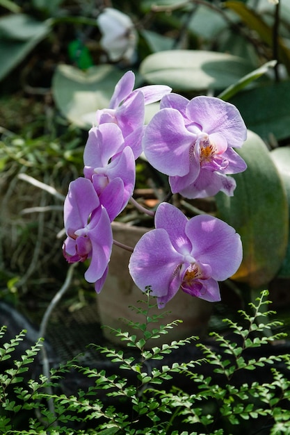 Orquídeas florecientes en el jardín botánico