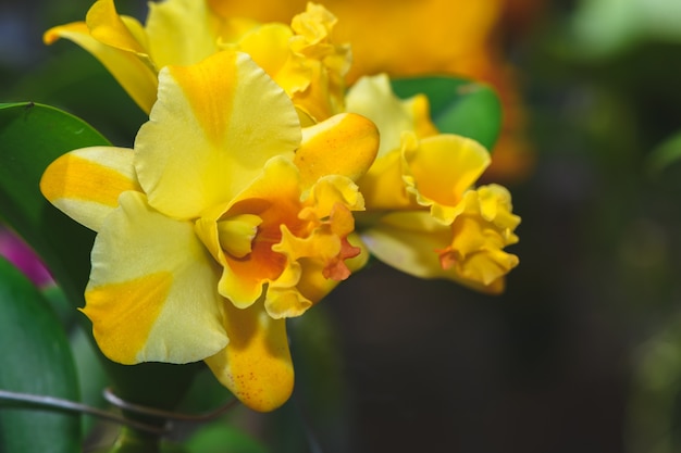 Orquídeas de flores Cattleya híbridas amarillas en jardín