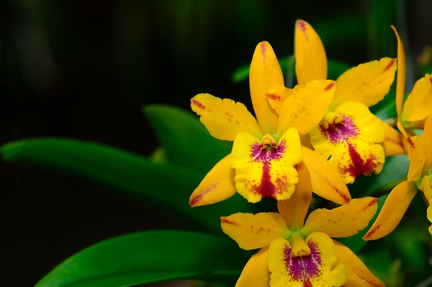 Orquídeas de flores Cattleya híbridas amarillas en jardín