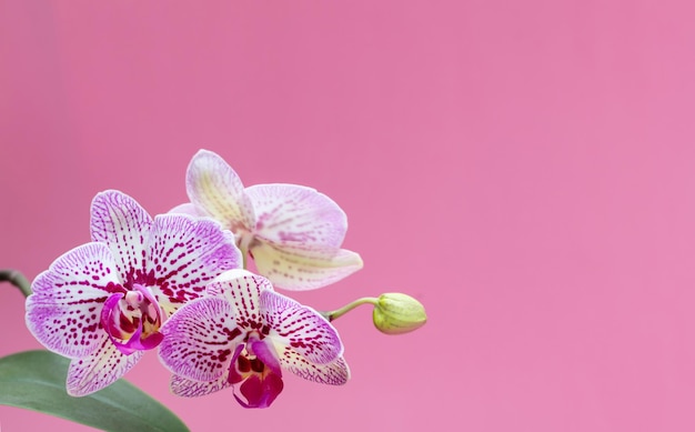 Orquídeas flores de cor branca roxa closeup em rosa