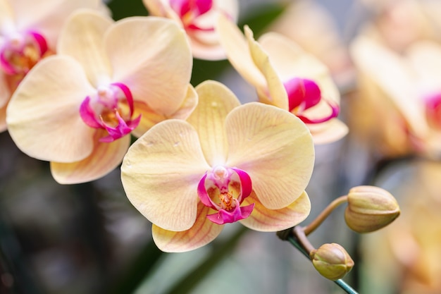 Orquídeas flores en el jardín