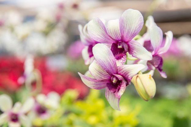 Orquídeas flores en el jardín