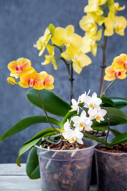 Orquídeas florescendo em vasos Hobbies floricultura flores em casa plantas de casa